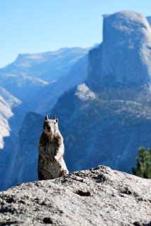 squirrel with half dome in background