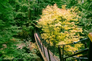 Treetop bridge by yellow tree