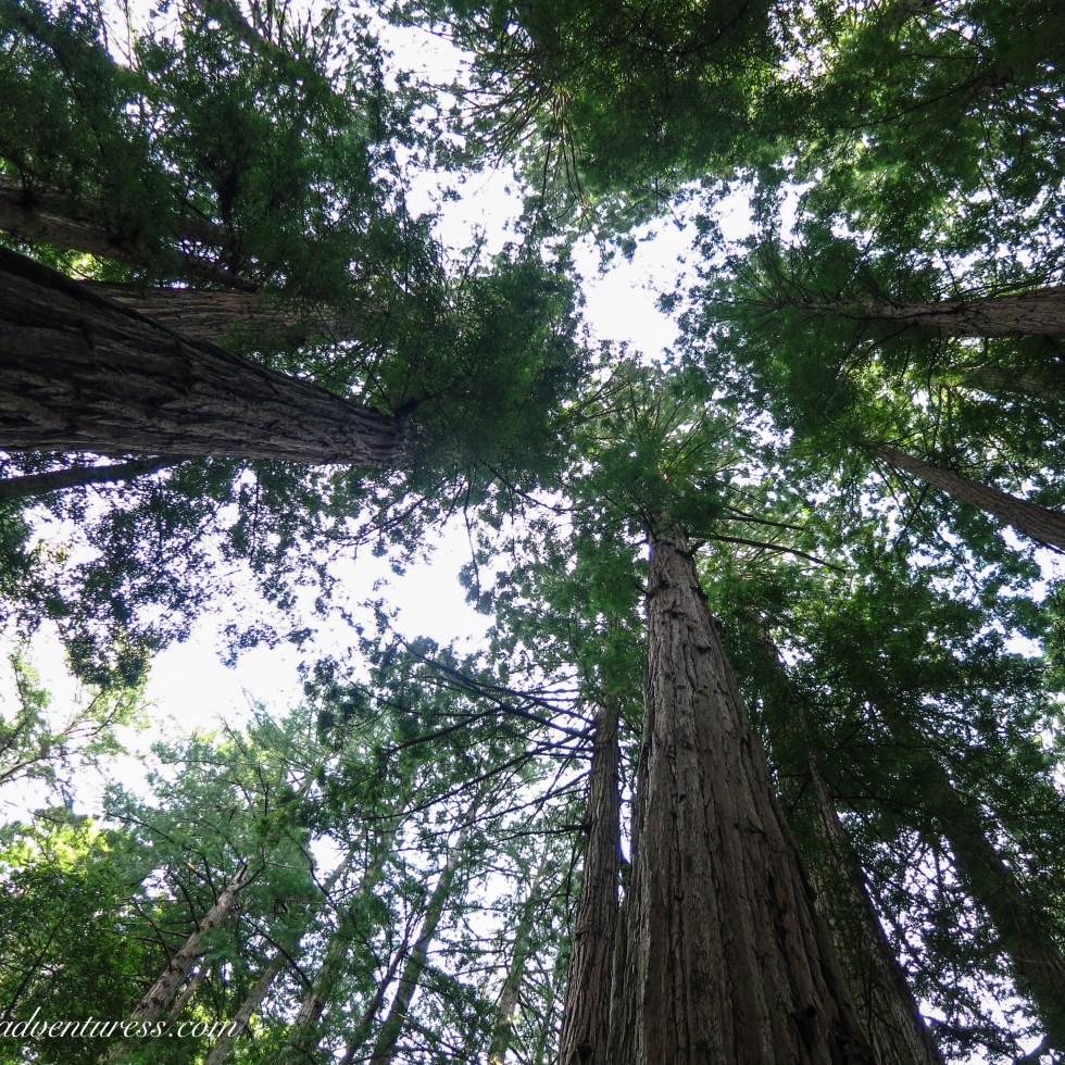 Muir Woods Redwoods