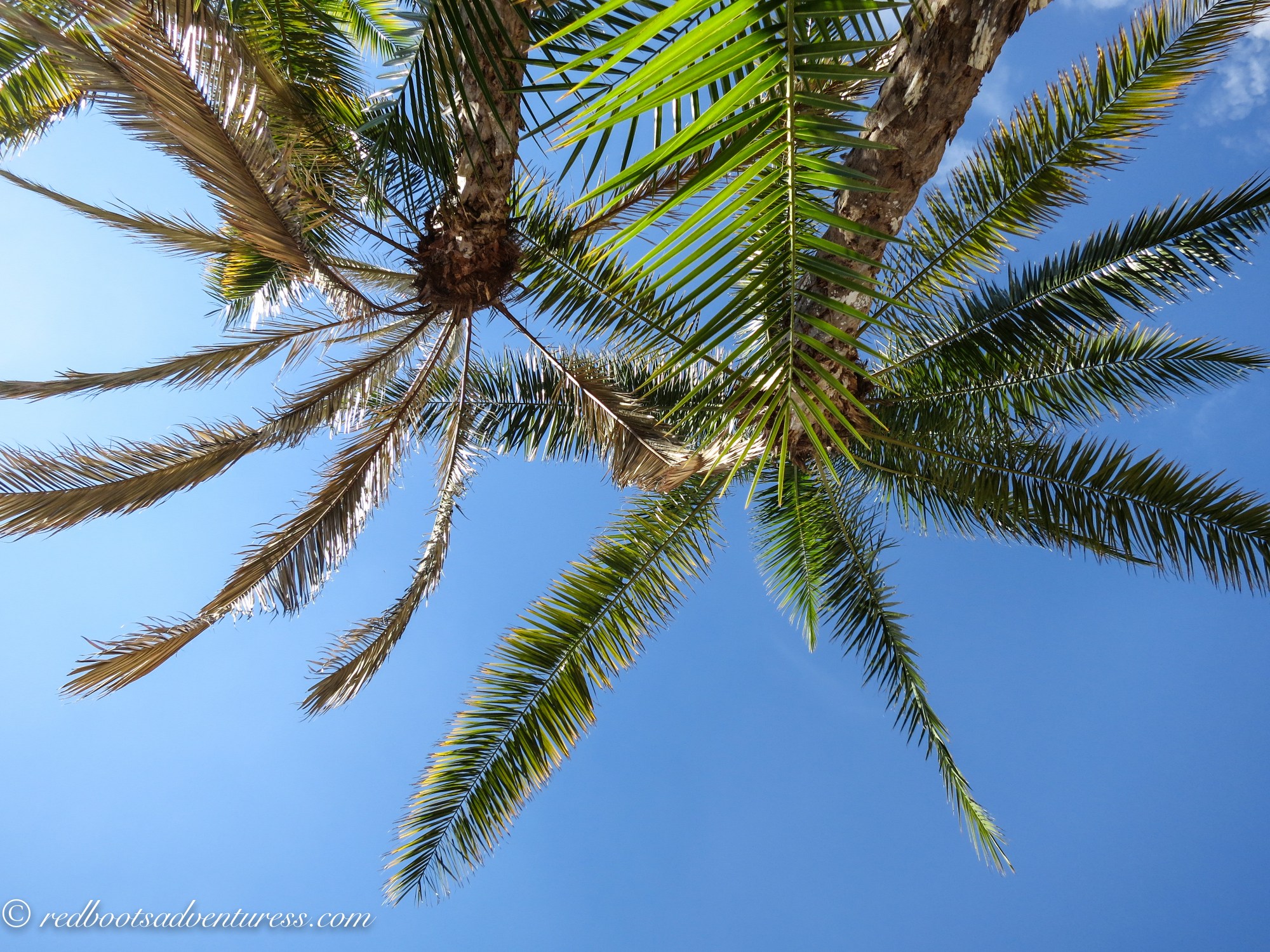 Ground up view of two palm trees