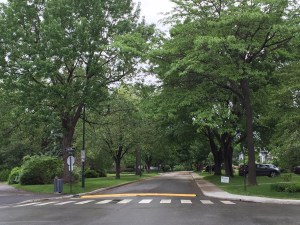 Large green trees frame street and crosswalk