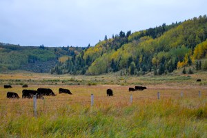 Grassy plains cattle rolling hills