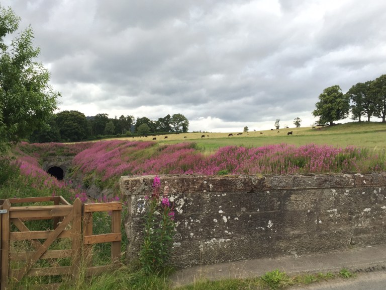 foxglove framed tain track behind stone bridge