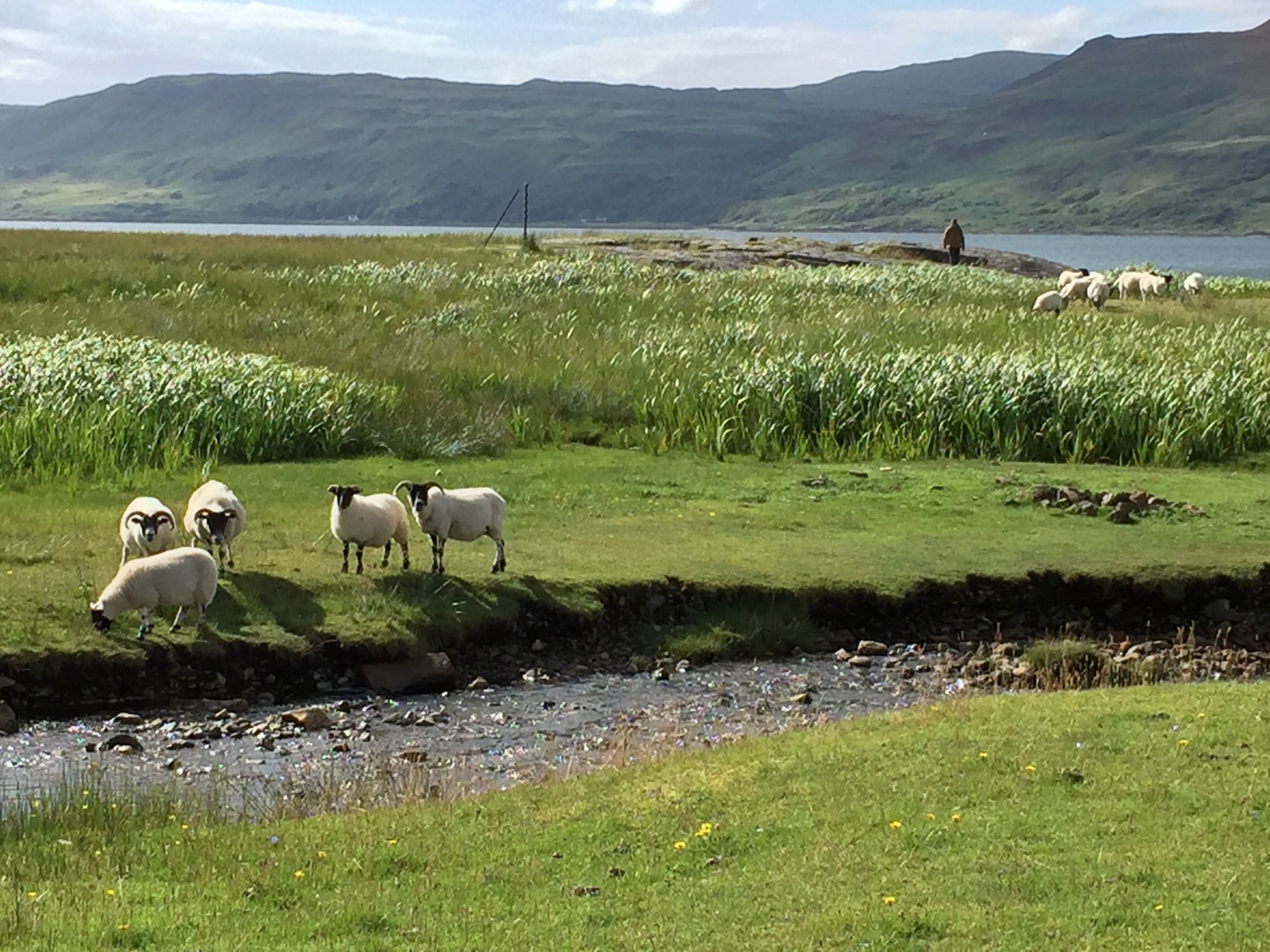 Two groups of sheep grazing in green grass along Loch Na Keal