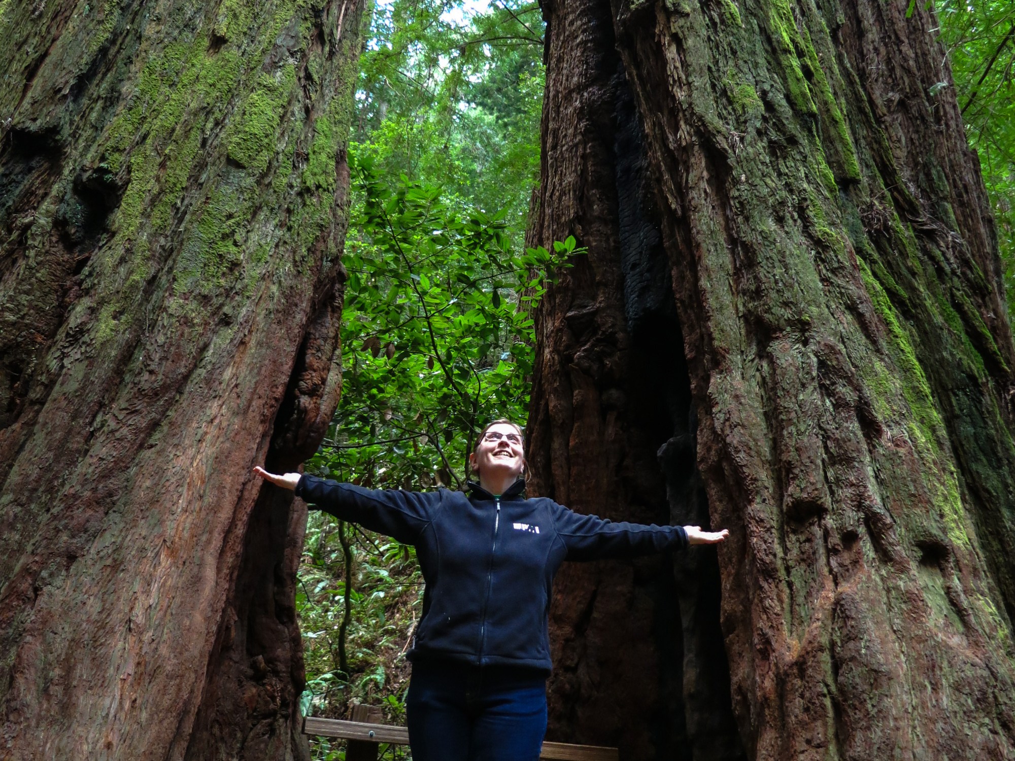 Muir Woods redwoods