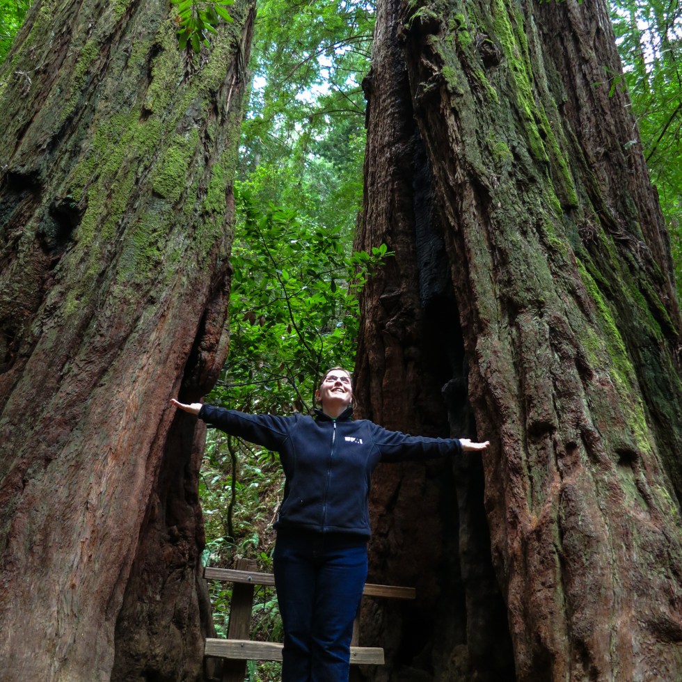 Muir Woods redwoods